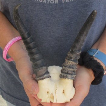 B-Grade Male Springbok Skull Plate with 8" Horns - $15