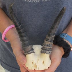 B-Grade Male Springbok Skull Plate with 8" Horns - $15