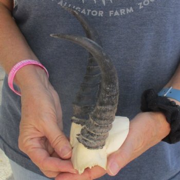 B-Grade Male Springbok Skull Plate with 8" Horns - $15