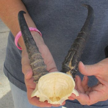 B-Grade Male Springbok Skull Plate with 8" Horns - $15