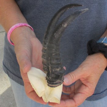 B-Grade Male Springbok Skull Plate with 8" Horns - $15