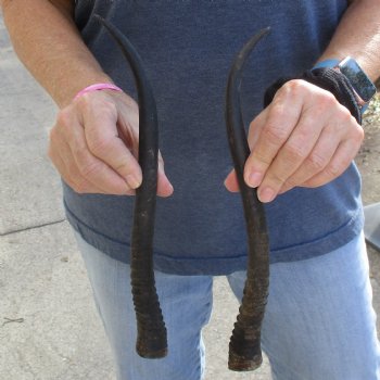 12" Female Springbok Matching Horn Pair - $20