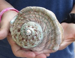 For Sale 5 inch Turbo Marmoratus, green turban shell - $26