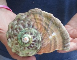 For Sale 5 inch Turbo Marmoratus, green turban shell - $26