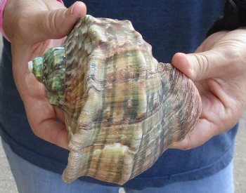 For Sale 5 inch Turbo Marmoratus, green turban shell - $26