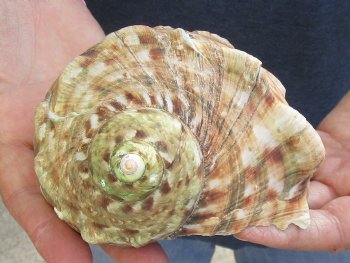 For Sale 5 inch Turbo Marmoratus, green turban shell - $26