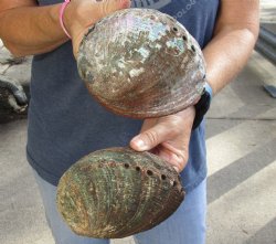 5-3/4" and 6" Natural Green Abalone, 2pc lot - $20