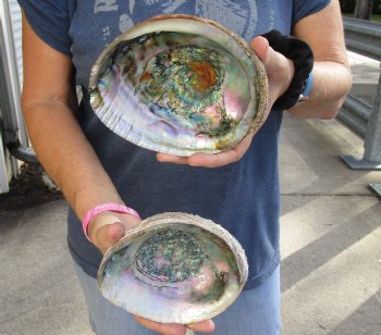 5-3/4" and 6" Natural Green Abalone, 2pc lot - $20