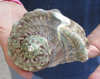 For Sale 5 inch Turbo Marmoratus, green turban shell - $26