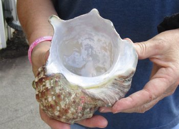 For Sale 5 inch Turbo Marmoratus, green turban shell - $26