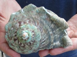 For Sale 5 inch Turbo Marmoratus, green turban shell - $26