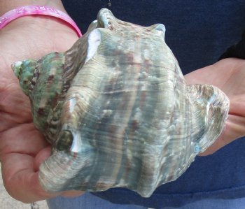 For Sale 5 inch Turbo Marmoratus, green turban shell - $26