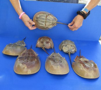 7 Molted Horseshoe Crab Shells, 12" to 13" - $50