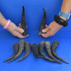 5-1/2" to 7" Mountain Reedbuck Horns, 9 pc - $20