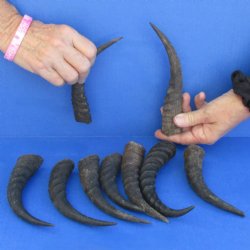 5-1/2" to 7" Mountain Reedbuck Horns, 9 pc - $20