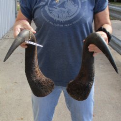 18" Matching Blue Wildebeest Horn Pair - $25