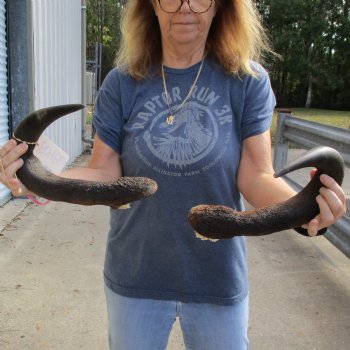 18" Matching Blue Wildebeest Horn Pair - $25