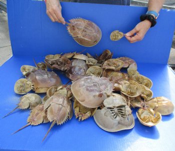 38 Molted Horseshoe Crab Shells, 3" to 12" - $40