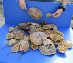 38 Molted Horseshoe Crab Shells, 3" to 12" - $40