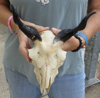 B-Grade 7 inch Goat skull from India with 6 inch horns for sale - $25