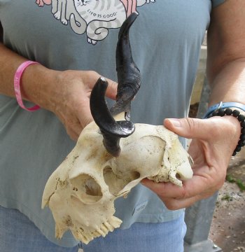 B-Grade 7 inch Goat skull from India with 6 inch horns for sale - $25