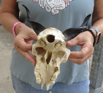 B-Grade 7 inch Goat skull from India with 6 inch horns for sale - $25