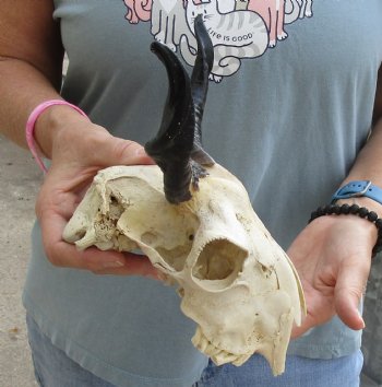 B-Grade 7 inch Goat skull from India with 6 inch horns for sale - $25