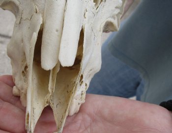 B-Grade 7 inch Goat skull from India with 6 inch horns for sale - $25