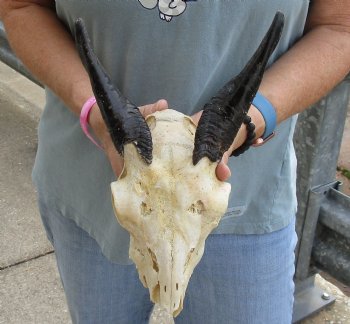 B-Grade 7 inch Goat skull from India with 6 inch horns for sale - $25