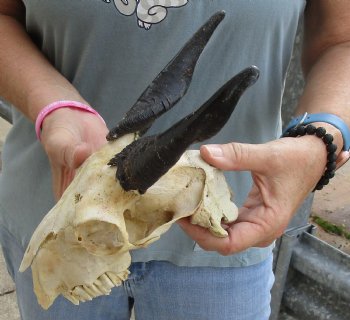 B-Grade 7 inch Goat skull from India with 6 inch horns for sale - $25