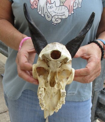 B-Grade 7 inch Goat skull from India with 6 inch horns for sale - $25