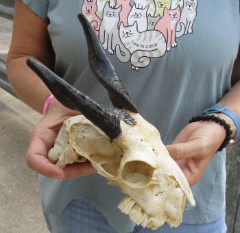 B-Grade 7 inch Goat skull from India with 6 inch horns for sale - $25