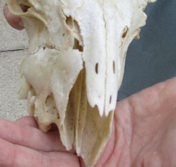 B-Grade 7 inch Goat skull from India with 6 inch horns for sale - $25