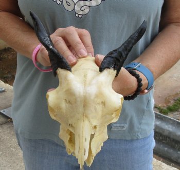 B-Grade 7 inch Goat skull from India with 4 inch horns for sale - $25