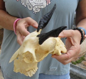 B-Grade 7 inch Goat skull from India with 4 inch horns for sale - $25