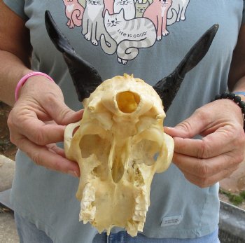 B-Grade 7 inch Goat skull from India with 4 inch horns for sale - $25