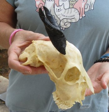 B-Grade 7 inch Goat skull from India with 4 inch horns for sale - $25