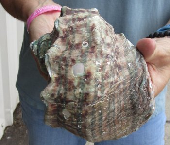 6-1/2 inch Turbo Marmoratus, green turban shell - $34