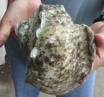 B-Grade 6 inch Turbo Marmoratus, green turban shell for $18