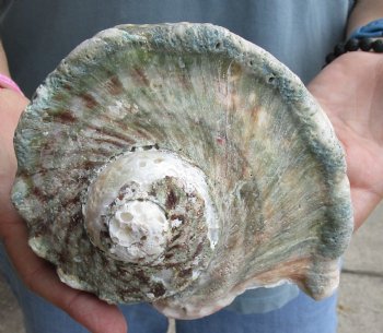 B-Grade 6 inch Turbo Marmoratus, green turban shell for $18