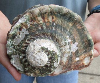 B-Grade 6 inch Turbo Marmoratus, green turban shell for $18