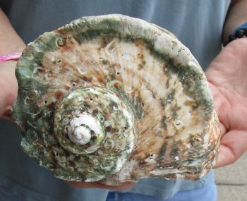 B-Grade 6 inch Turbo Marmoratus, green turban shell for $18