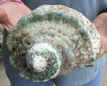 B-Grade 6 inch Turbo Marmoratus, green turban shell for $18