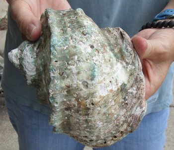 B-Grade 6 inch Turbo Marmoratus, green turban shell for $18