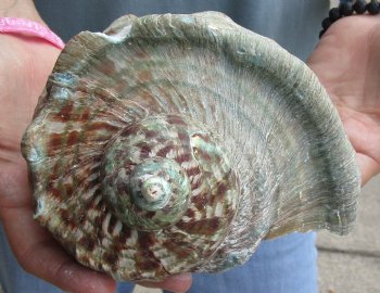 6-1/2 inch Turbo Marmoratus, green turban shell - $34