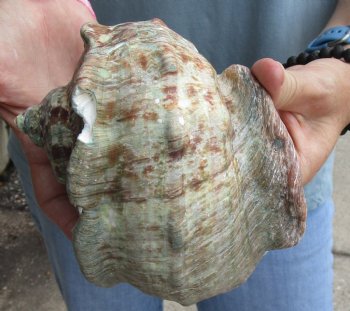 6-1/2 inch Turbo Marmoratus, green turban shell - $34