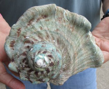 6 inch Turbo Marmoratus, green turban shell - $34