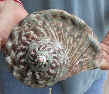 6 inch Turbo Marmoratus, green turban shell - $34