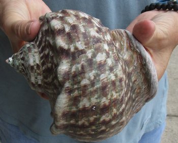 6 inch Turbo Marmoratus, green turban shell - $34