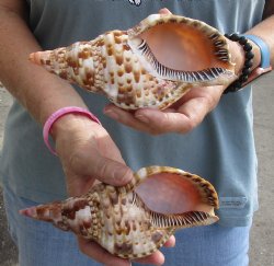 2 piece lot of Caribbean Triton Trumpet seashells 7 inches - Available for Sale for $32.00/lot